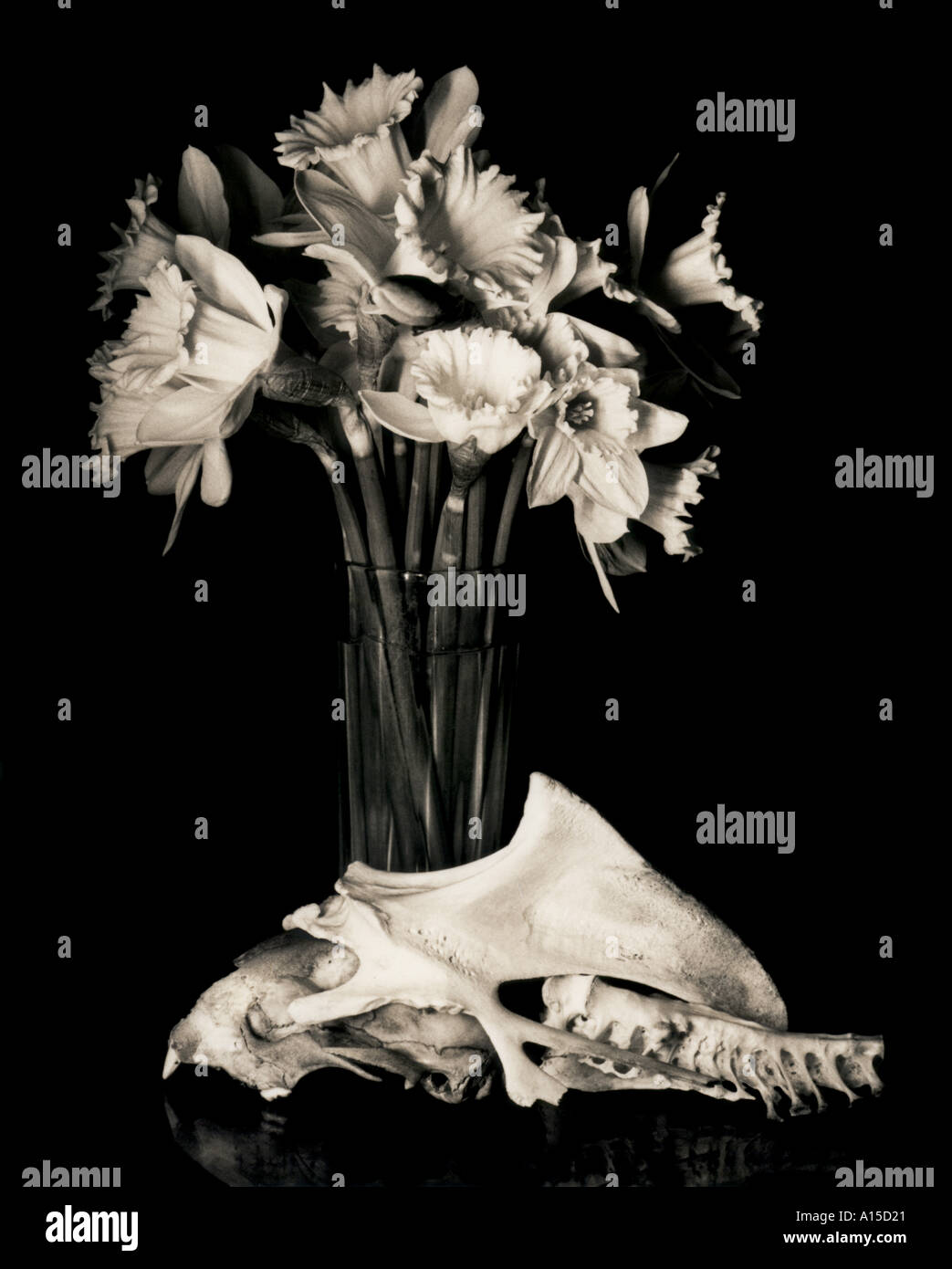 Still life of skull with flowers hi-res stock photography and images - Alamy