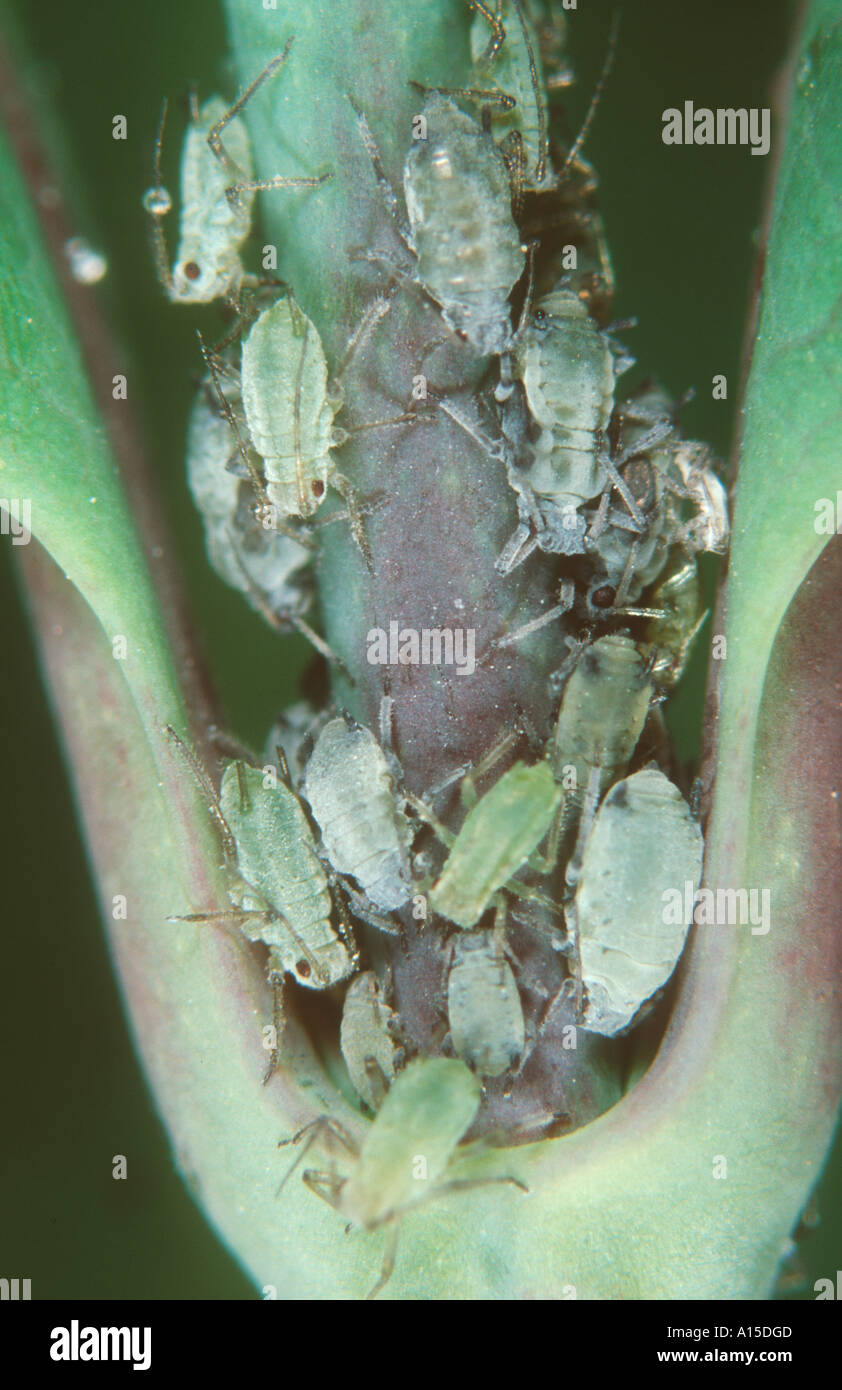 Plant and insect hires stock photography and images Alamy