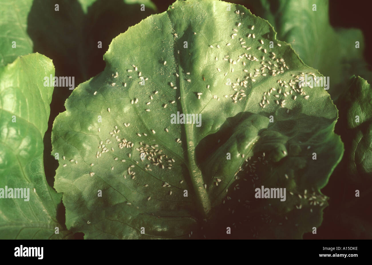 Glasshouse whitefly Trialeurodes vaporariorum infestation on lettuce leaves Stock Photo
