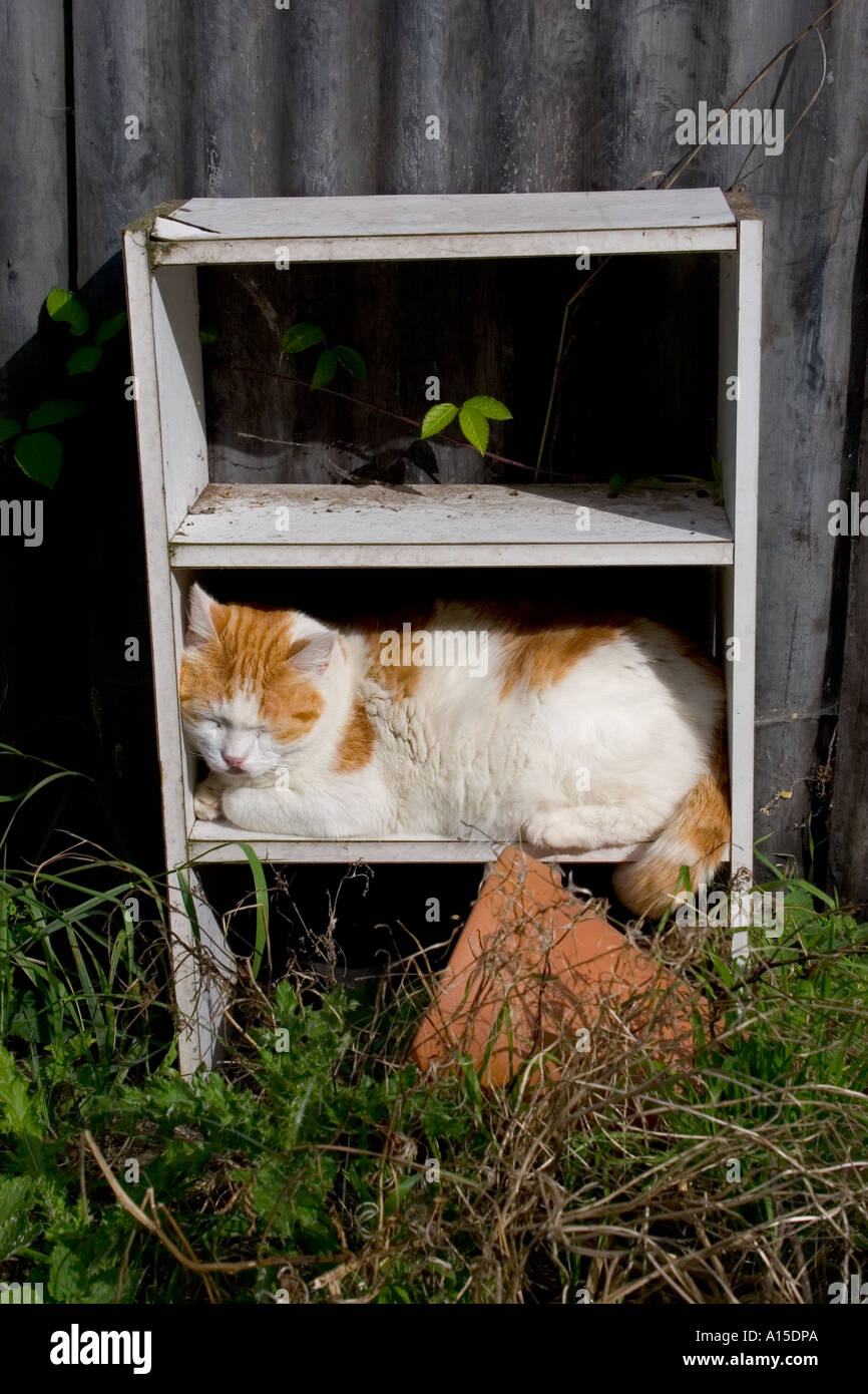 Cats sleep in the most unusual places Stock Photo Alamy