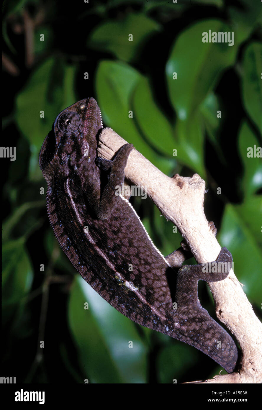 Reptile Chameleon Carpet or Jeweled Chameleo lateralis Stock Photo