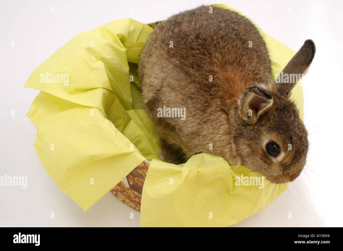 Bunny rabbit climbing out a box with yellow wrapping paper Stock Photo ...