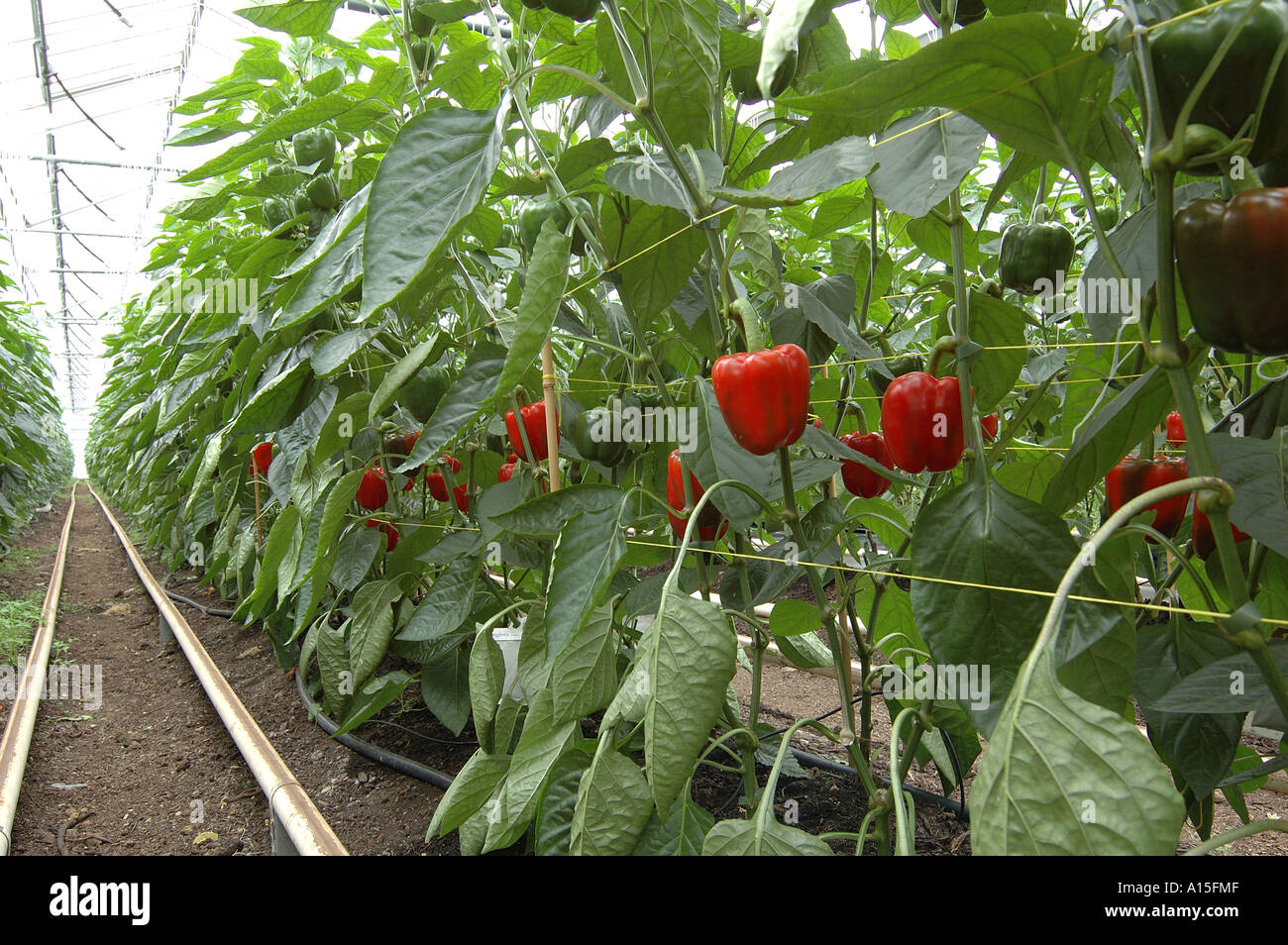 Ripening organic red sweet peppers in comercial glasshouse Stock Photo