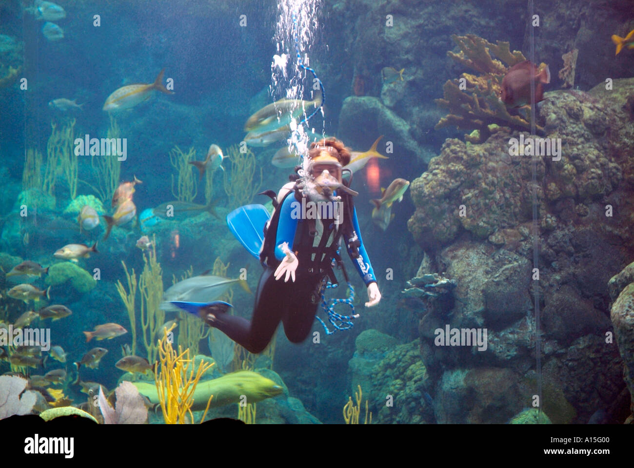 Visitors see and experience underwater sea life at The Florida Aquarium