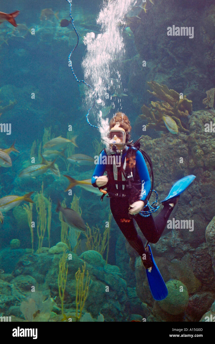 Visitors see and experience underwater sea life at The Florida Aquarium in Tampa Florida Stock