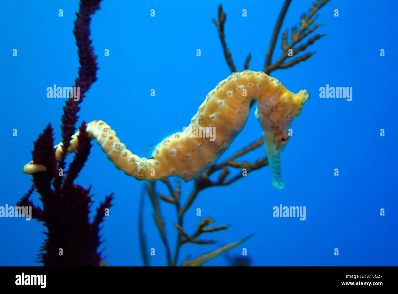 Visitors see and experience underwater sea life at The Florida Aquarium