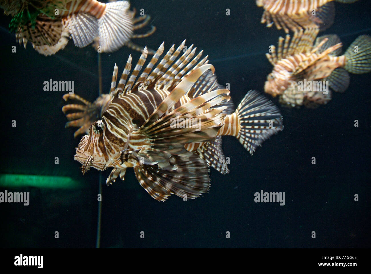 Visitors see and experience underwater sea life at The Florida Aquarium