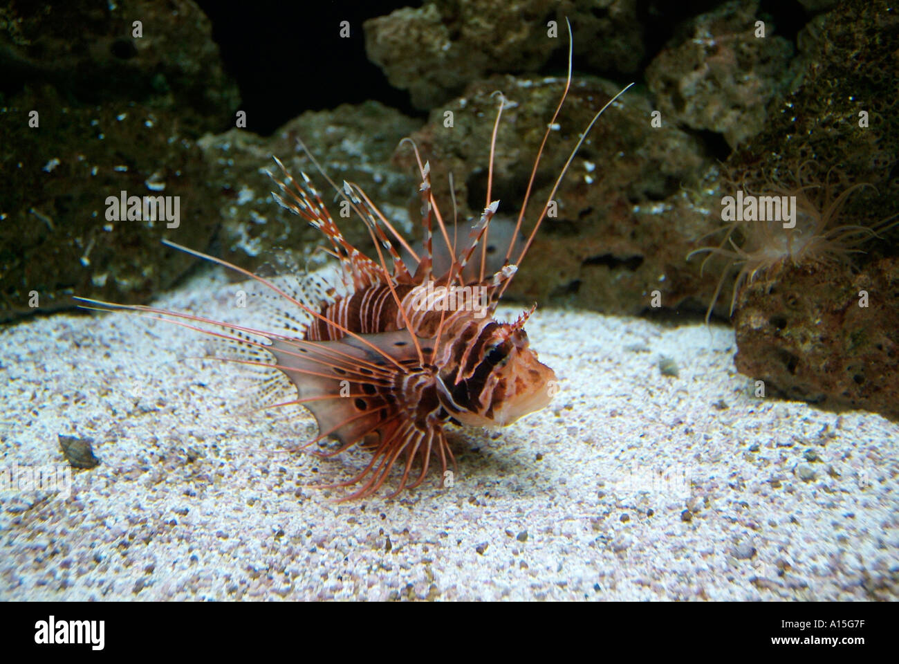 Visitors see and experience underwater sea life at The Florida Aquarium
