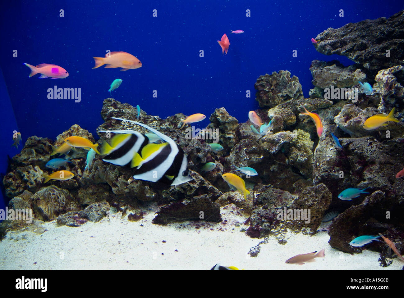 Visitors see and experience underwater sea life at The Florida Aquarium