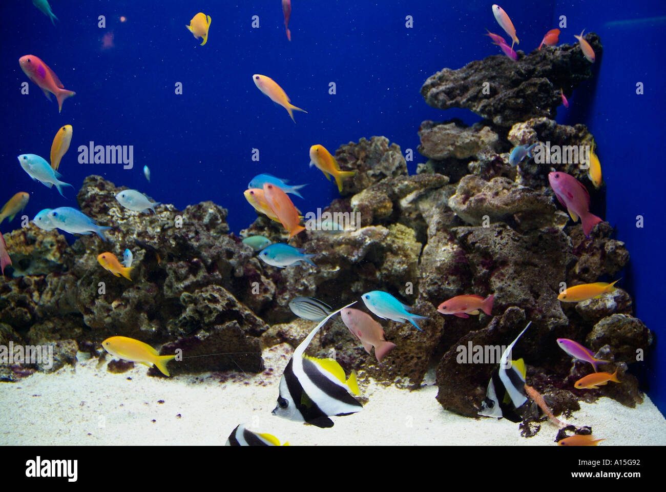 Visitors see and experience underwater sea life at The Florida Aquarium