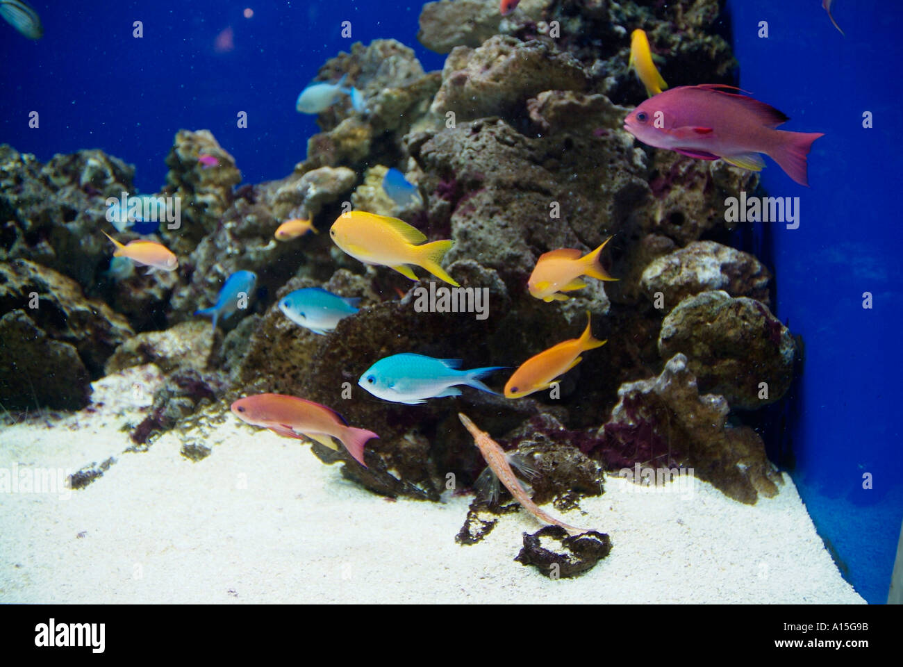 Visitors see and experience underwater sea life at The Florida Aquarium