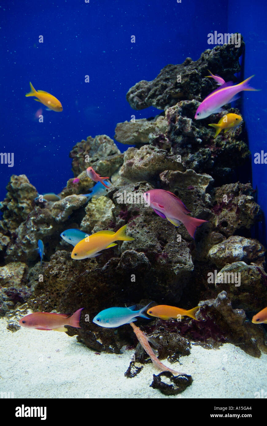 Visitors see and experience underwater sea life at The Florida Aquarium