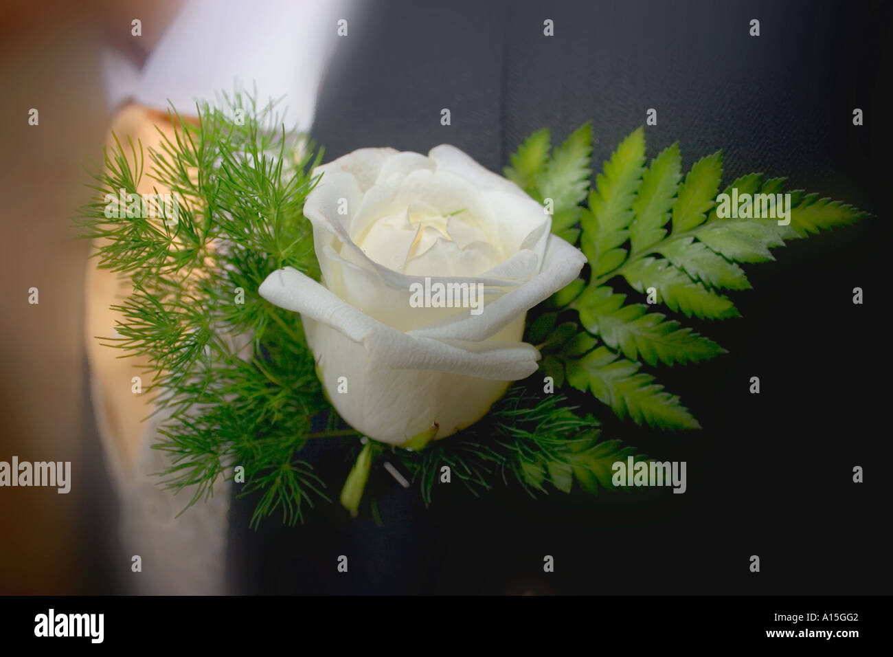 White Carnation in a button hole on the groom on his wedding day Stock