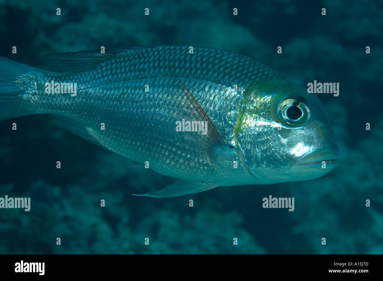 Big Eye Emperor Fish monotaxis grandoculis Stock Photo