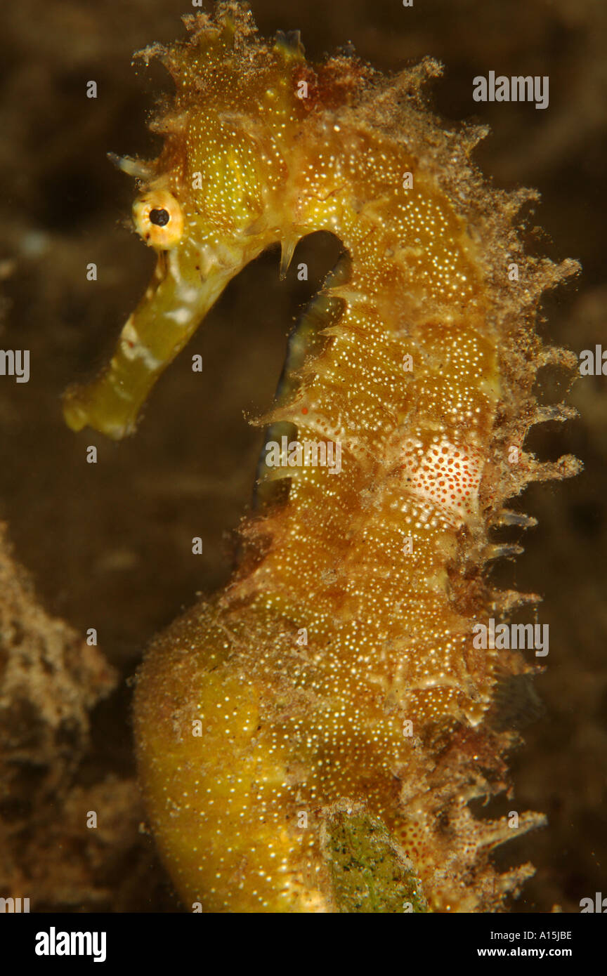 Pregnant male thorny seahorse hippocampus jayakari Stock Photo