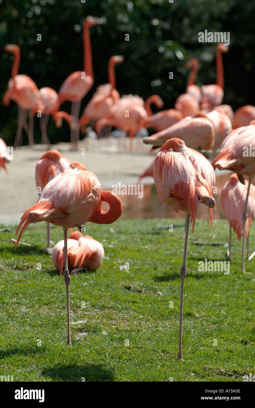 Pink or Red Flamingo a Florida water bird Stock Photo