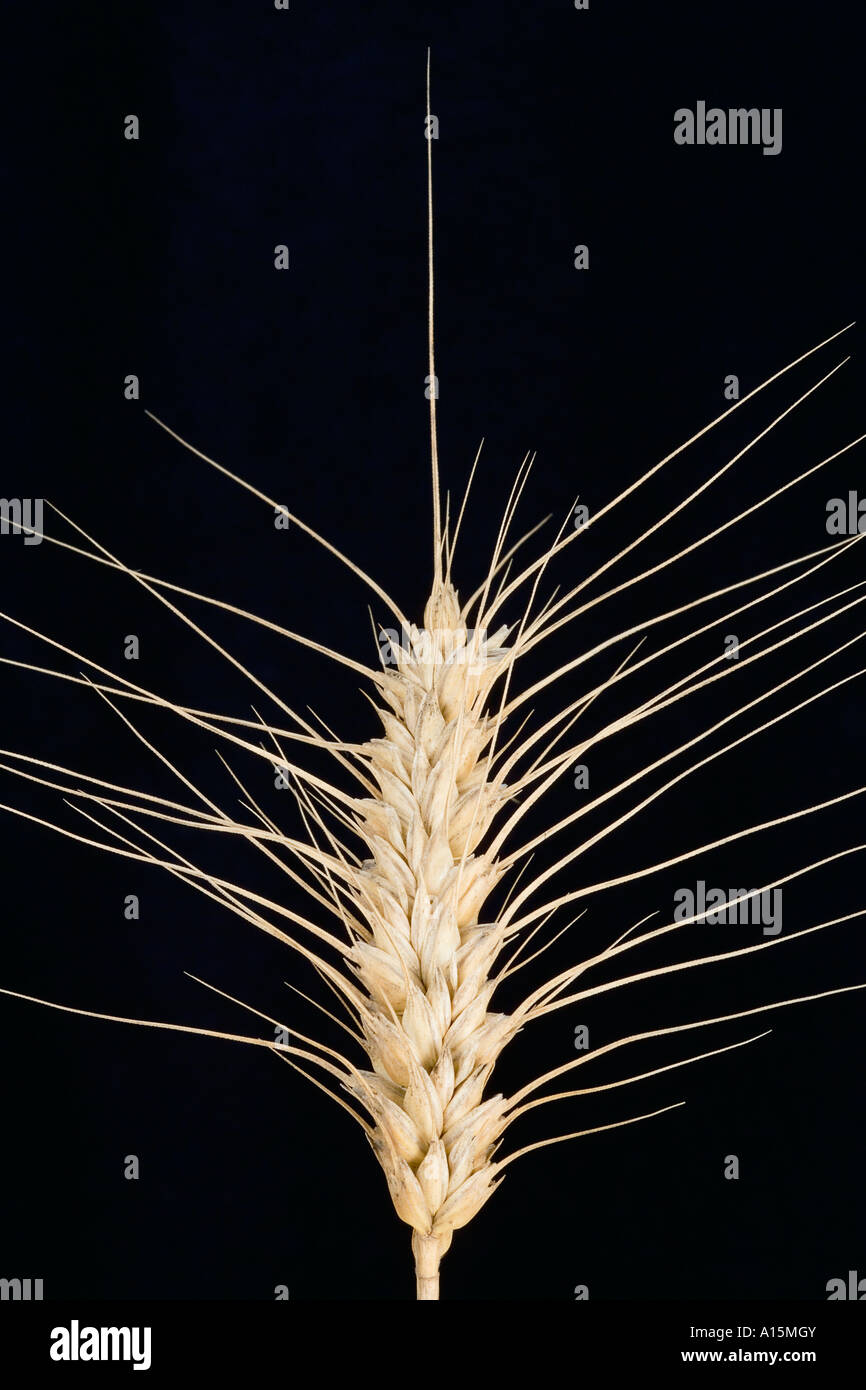 Wheat close up Stock Photo