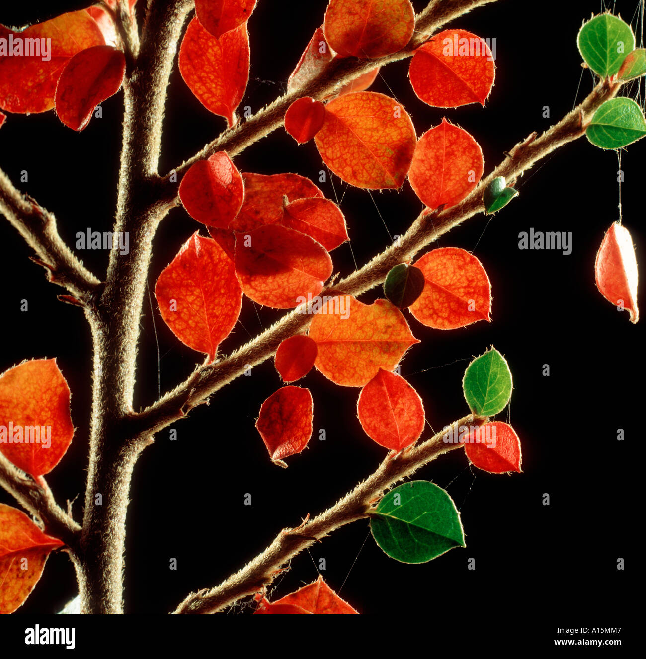 Red autumn coloured leaves of Cotoneaster horizontalis backlit Stock Photo