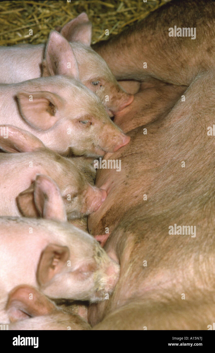 Piglets Suckling Stock Photo