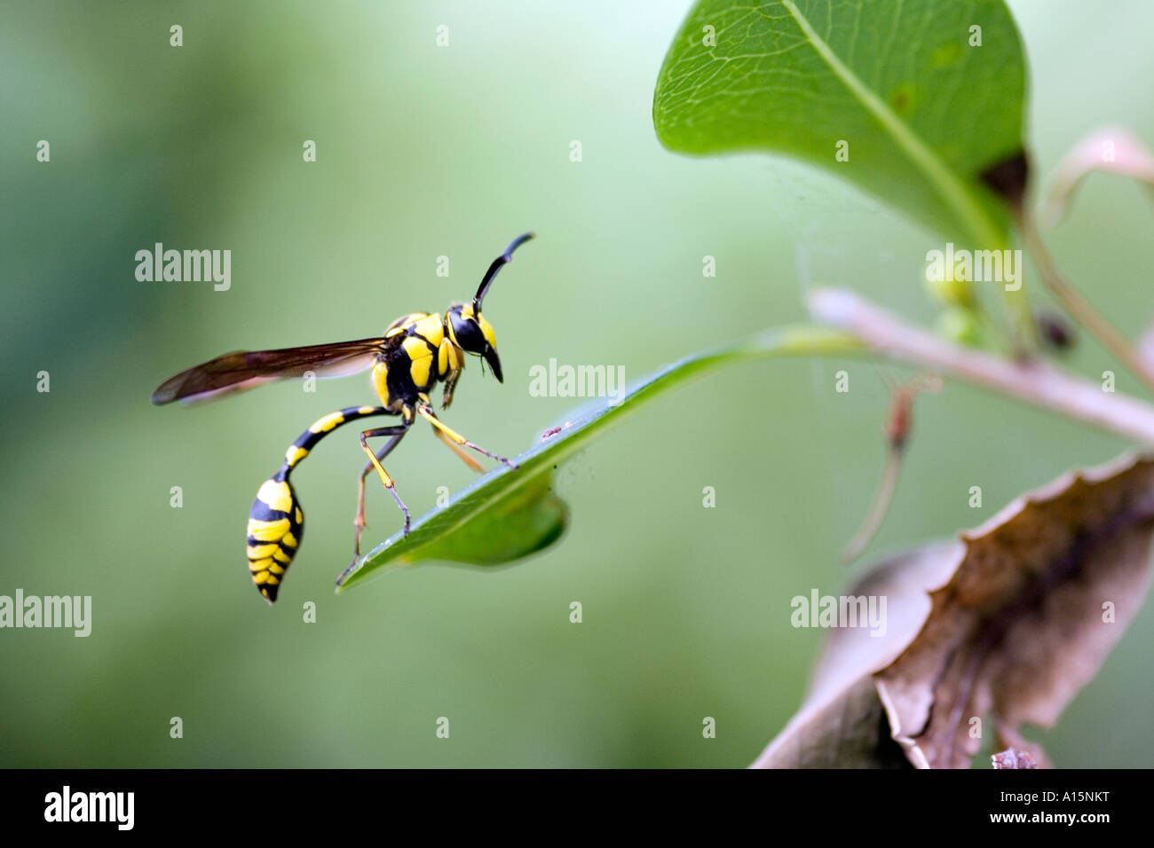 Indian wasp hi-res stock photography and images - Alamy