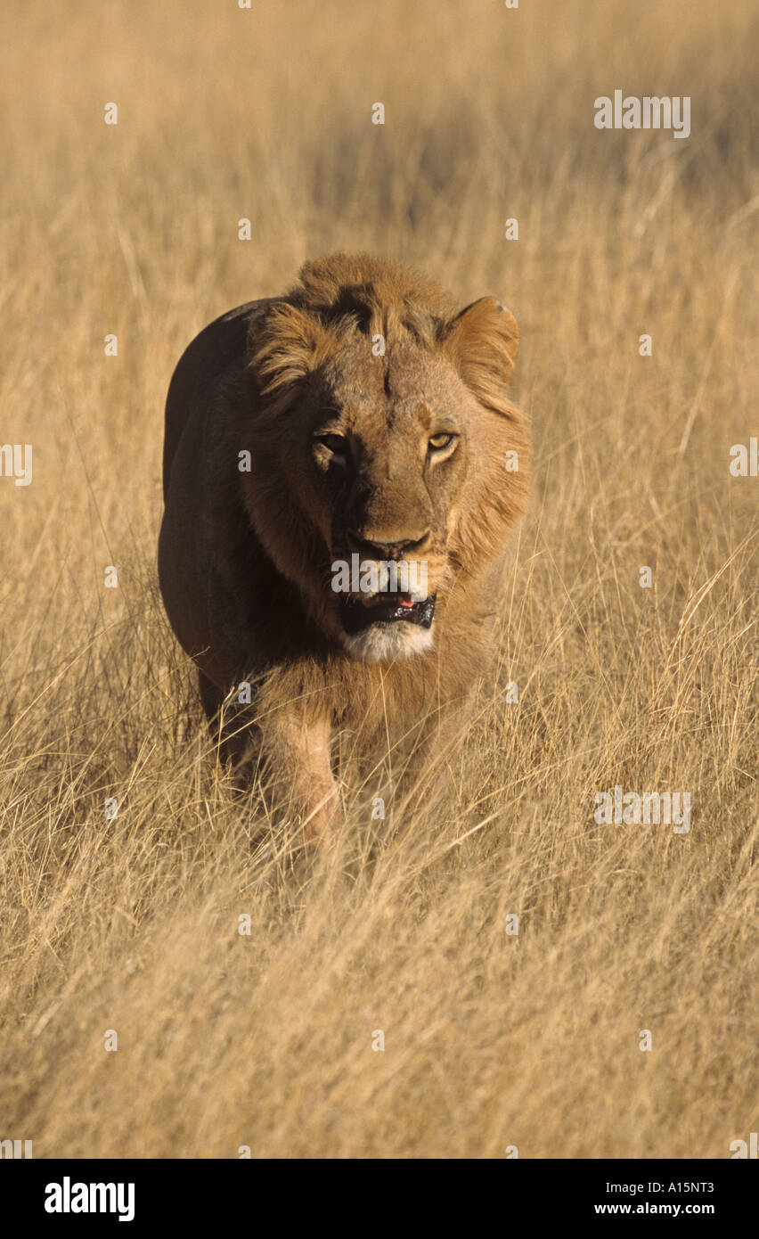 African Lion Panthera leo Stock Photo - Alamy
