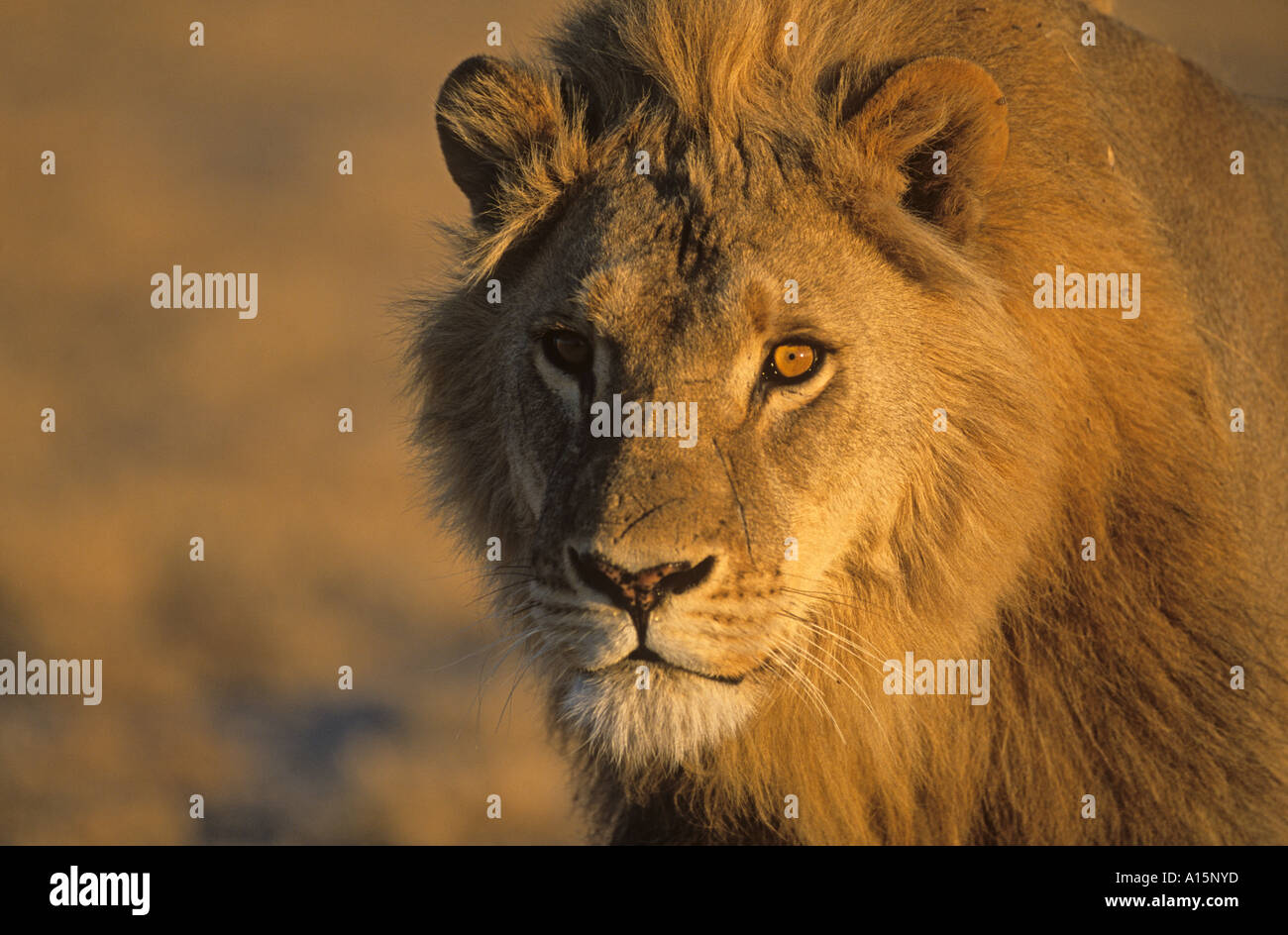 African Lion Panthera leo Stock Photo - Alamy