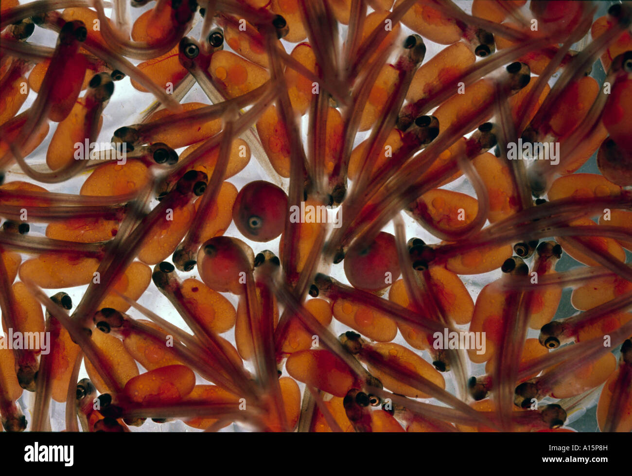Eyed salmon eggs hi-res stock photography and images - Alamy