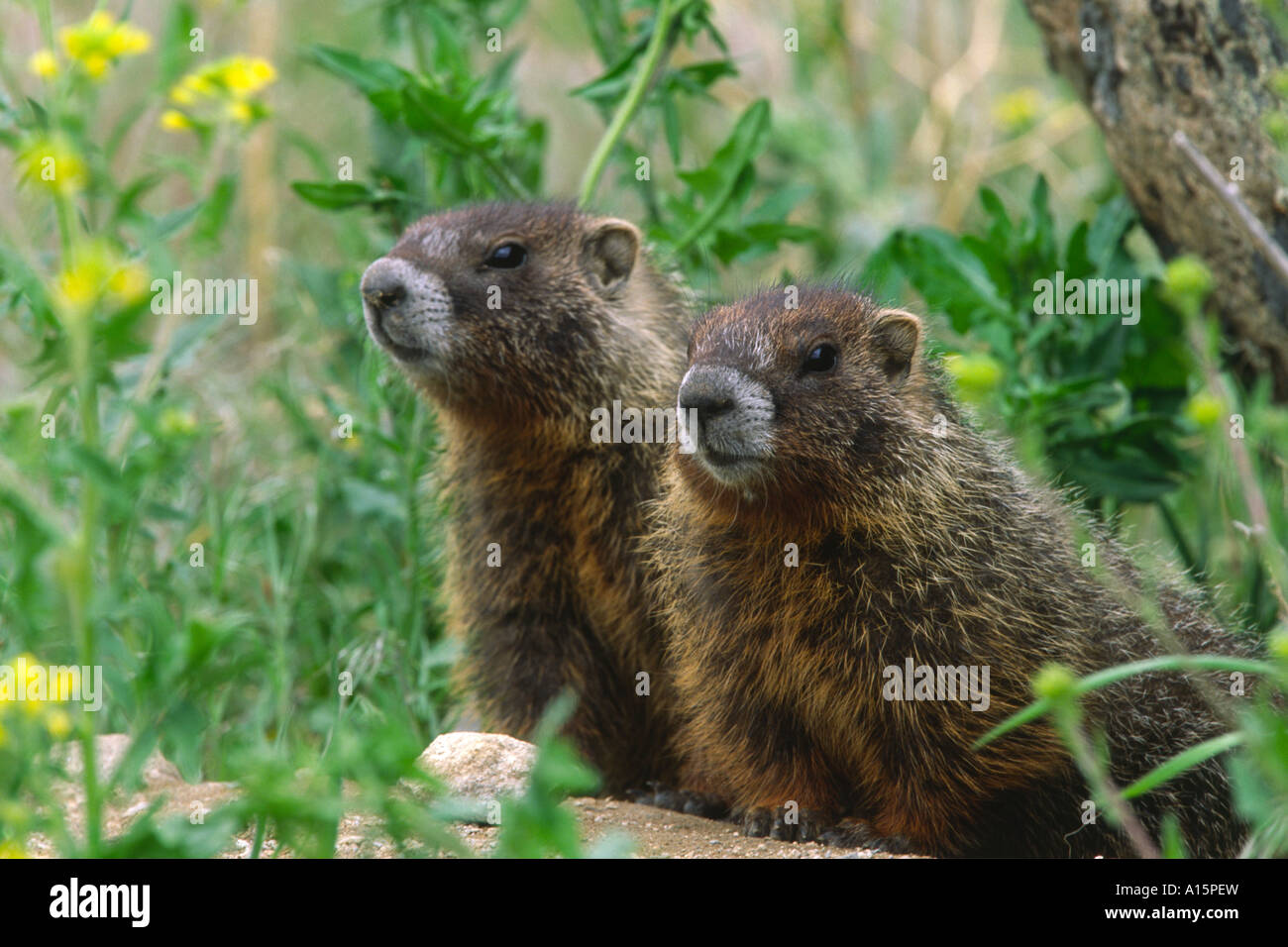 Striped american marmot hi res stock photography and images Alamy