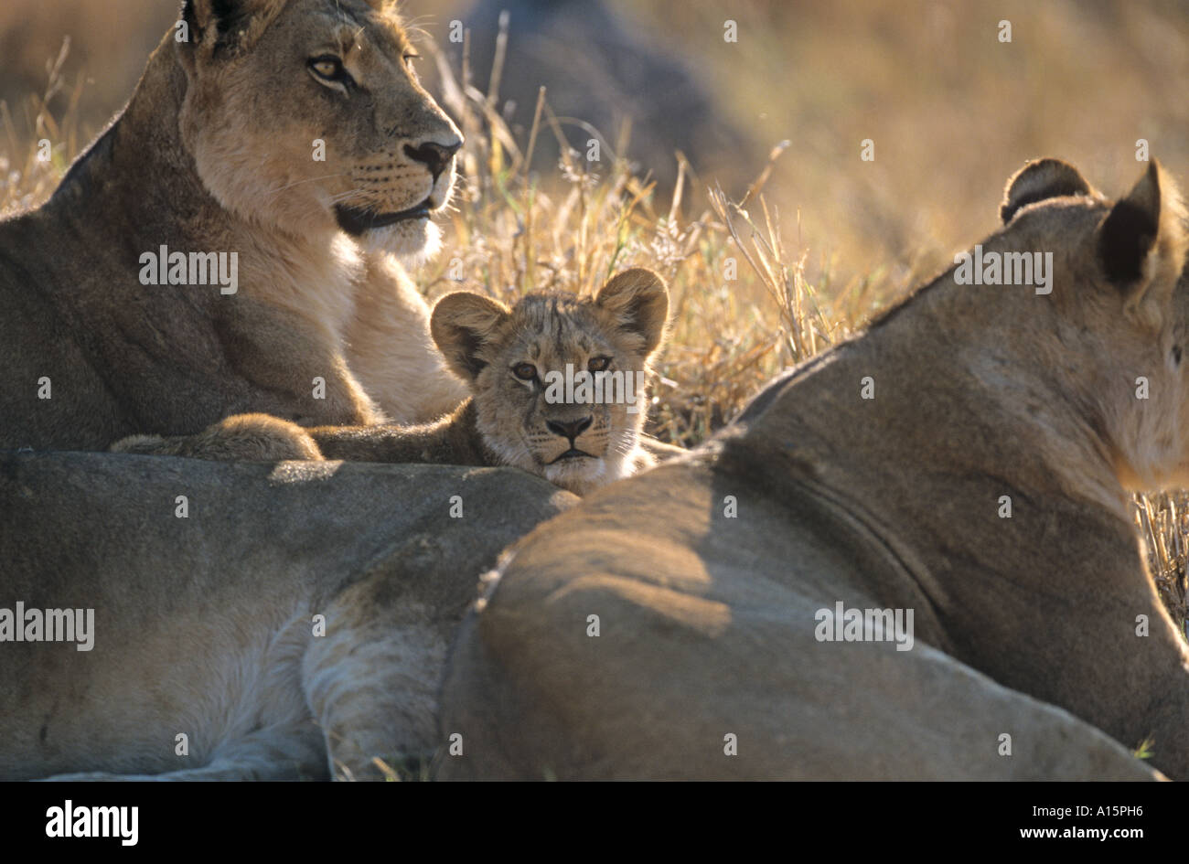 African Lioness & Cub Panthera leo Stock Photo - Alamy