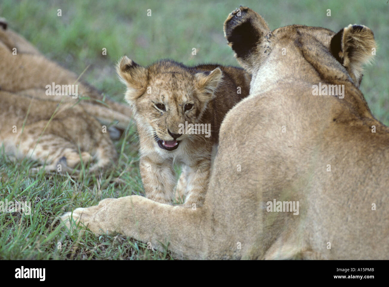 Young Lioness Hi res Stock Photography And Images Alamy young-lioness-hi-res-stock-photography-and-images-alamy