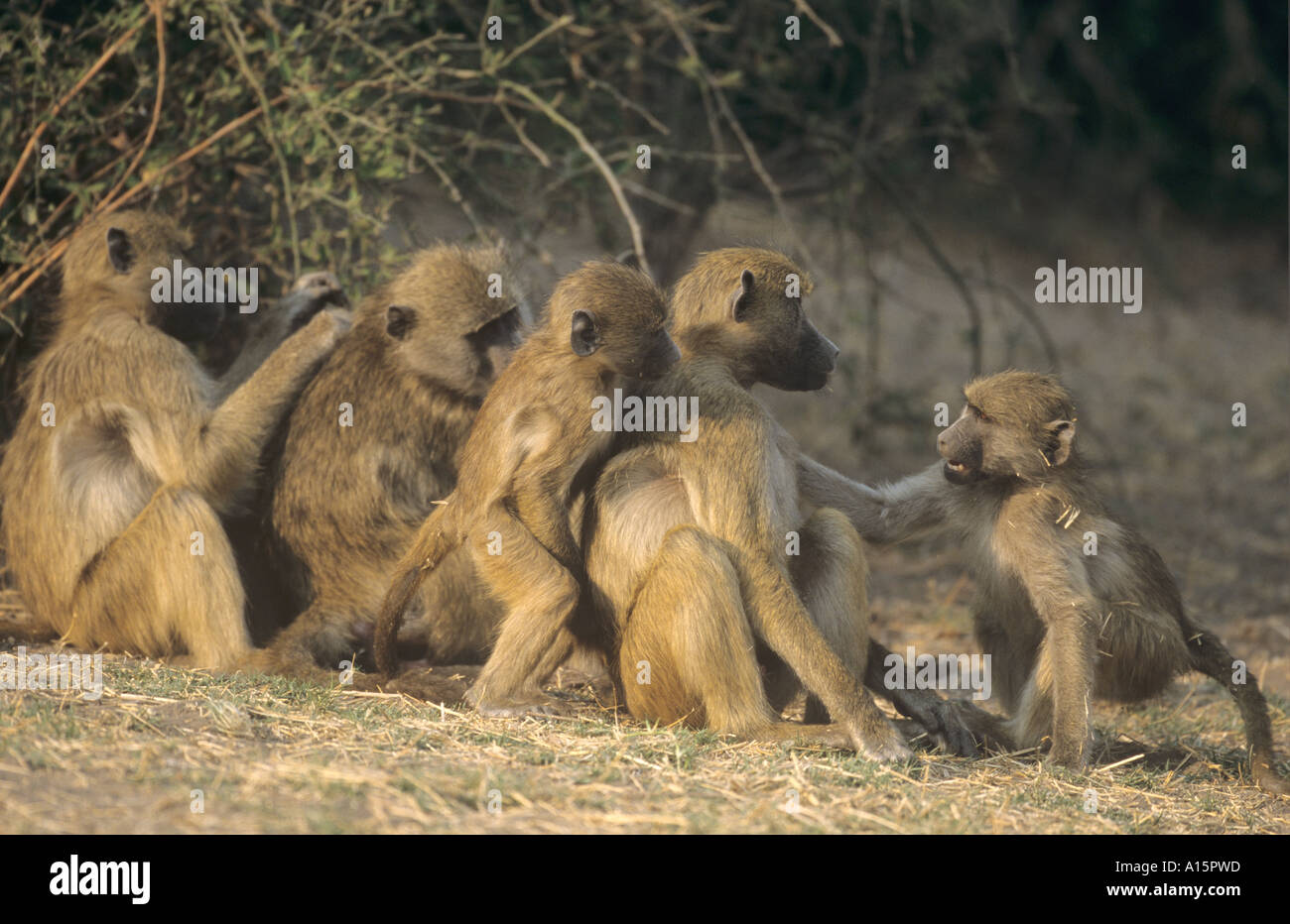 Baboons Papio anubis Grooming Babies Stock Photo