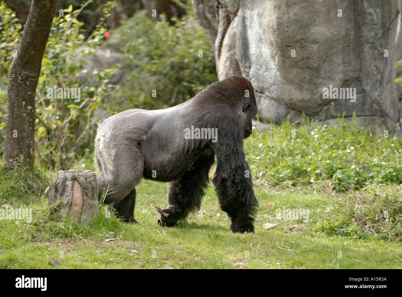 Silver Back Gorilla At Busch Gardens Zoo Florida Stock Photo