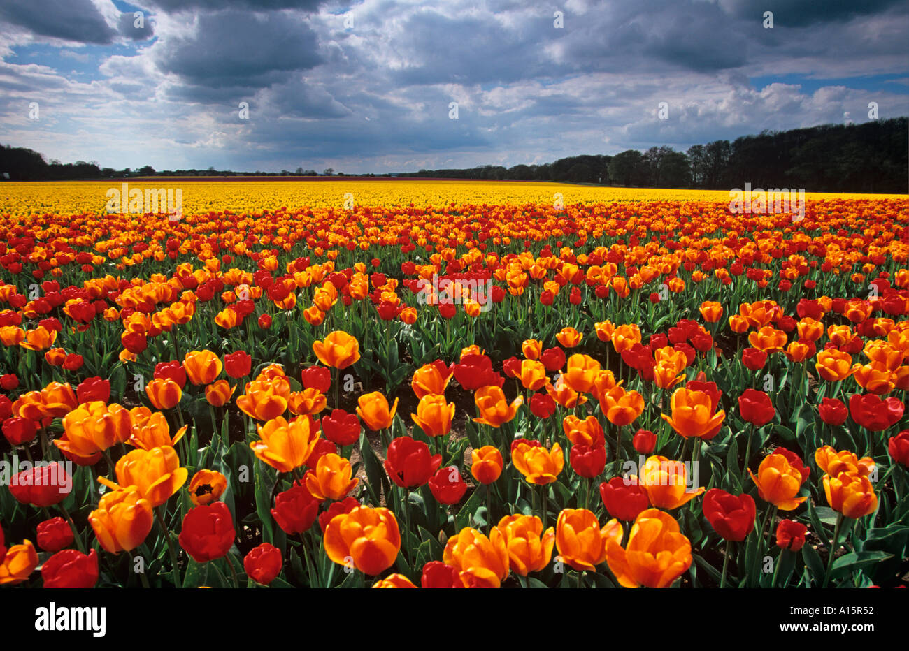 Tulips in Full Bloom Norfolk UK Stock Photo