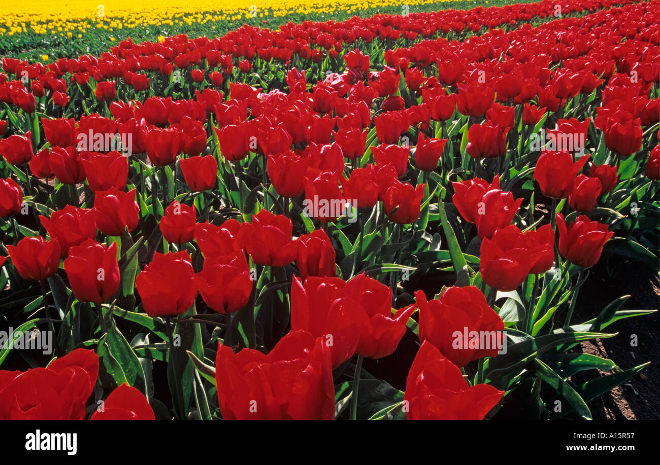 Tulips in Full Bloom Norfolk UK Stock Photo