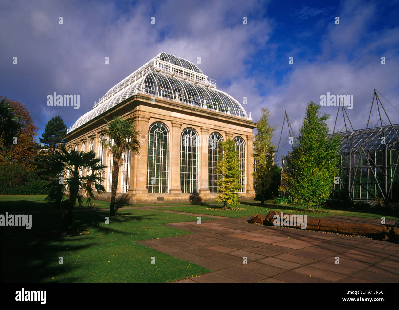dh ROYAL BOTANIC GARDEN EDINBURGH Palm tree glasshouse scottish