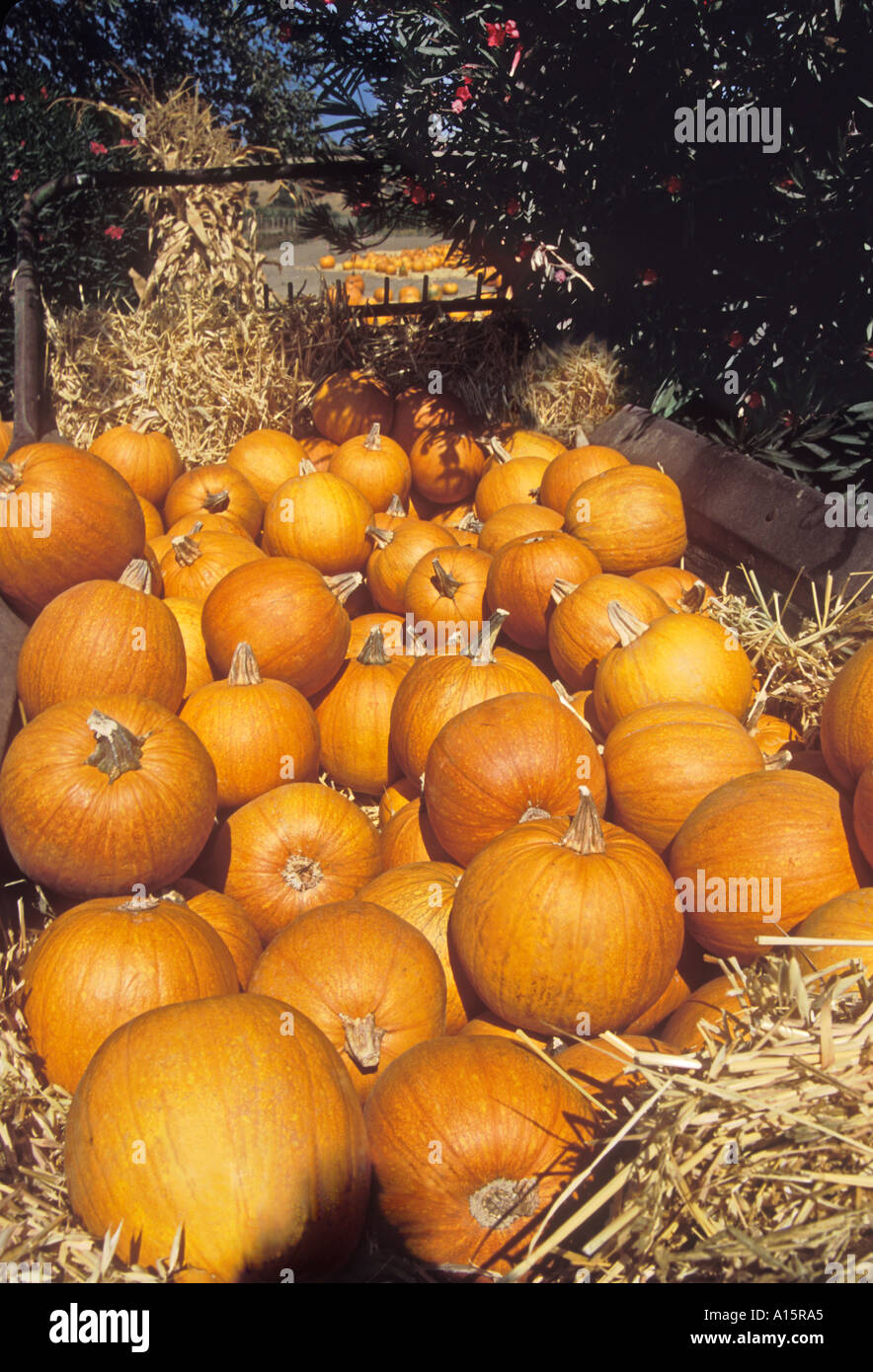 Hay wagon pumpkins in fall hi-res stock photography and images - Alamy