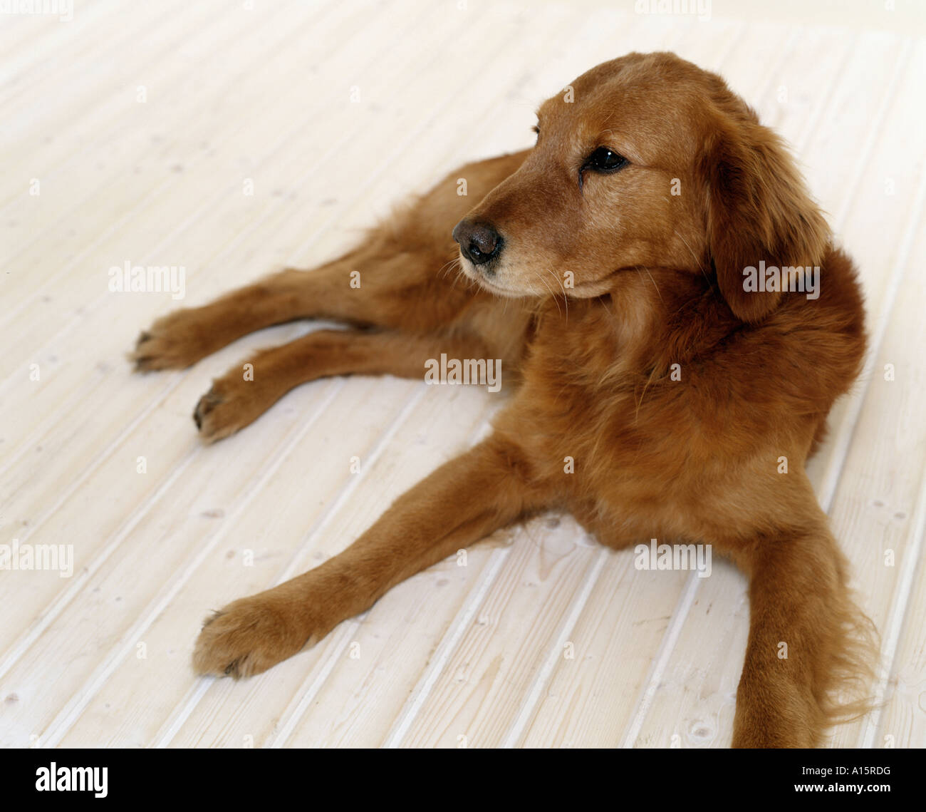 golden retriever laying down Stock Photo - Alamy