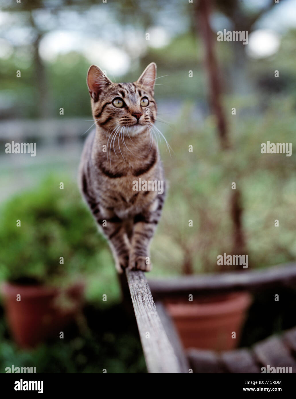 cat walking on bench in garden Stock Photo