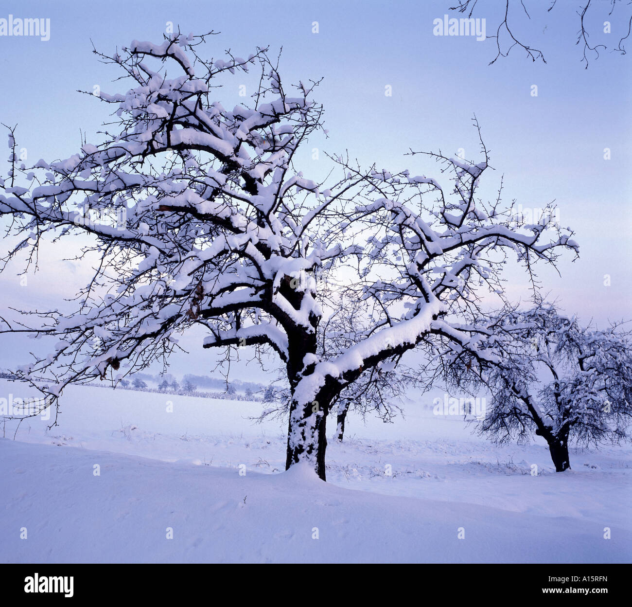 Cherry Tree In Winter Stock Photo Alamy