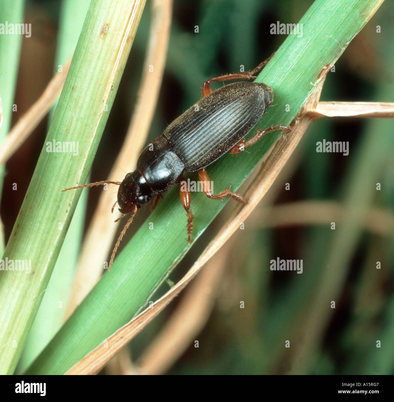 Adult ground beetle strawberry seed beetle Harpalus rufipes on grass