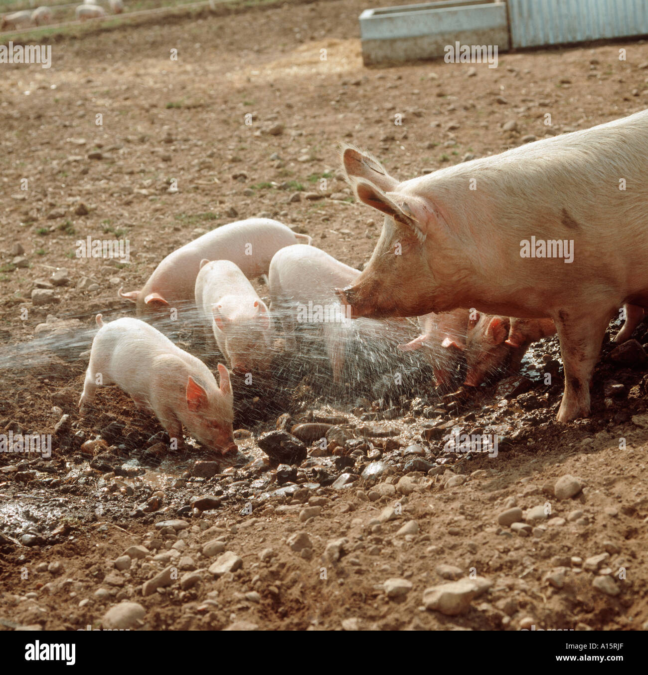 A sow with her piglets enjoying a spray from a water hose Devon Stock Photo