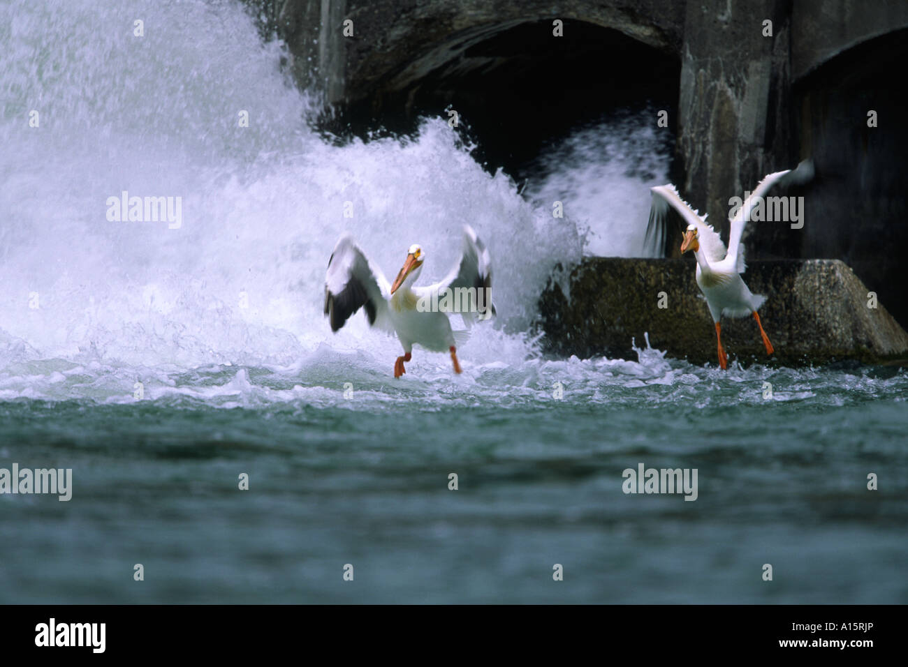 Two Pelican American White Pelecanus erythrorhynchos at dam weir Stock Photo