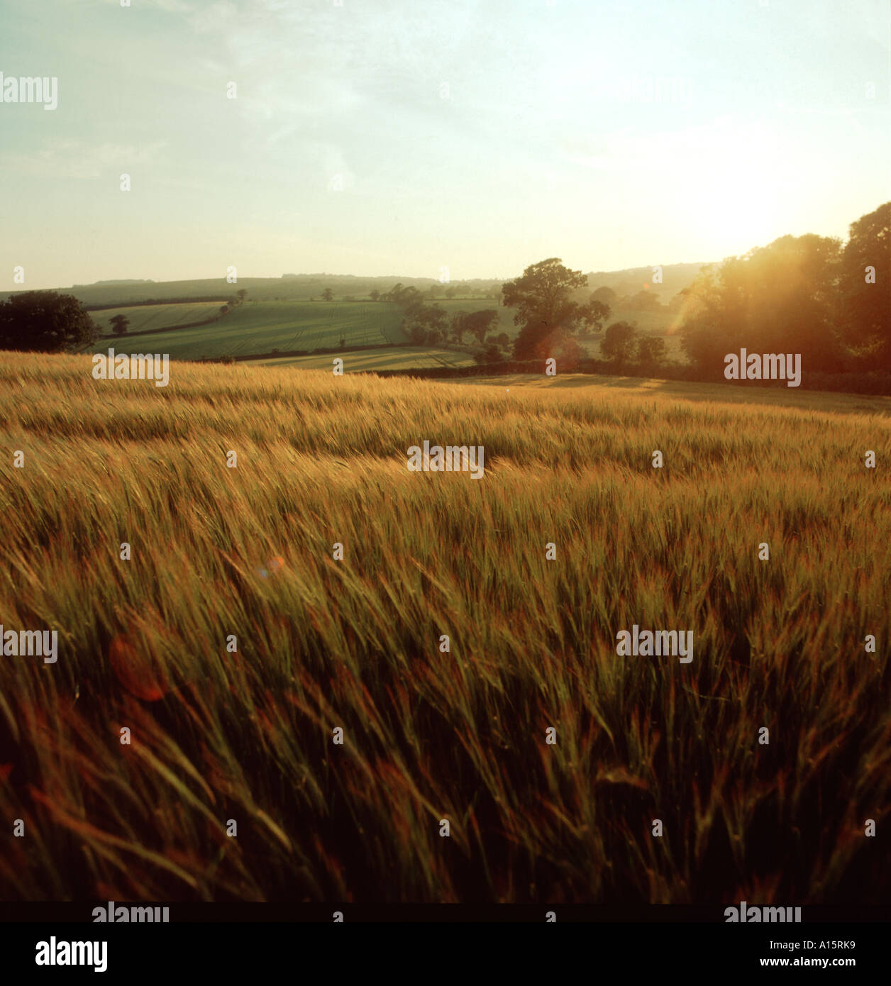 View over barley crop in ear with sun setting Devon Stock Photo
