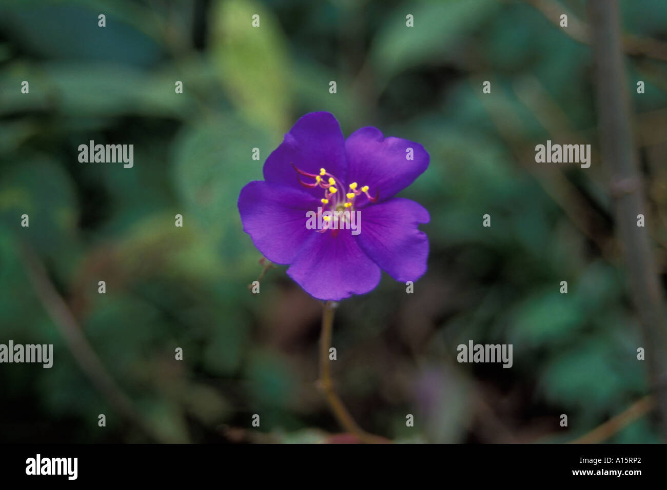 Wild flower of Ecuador Stock Photo - Alamy