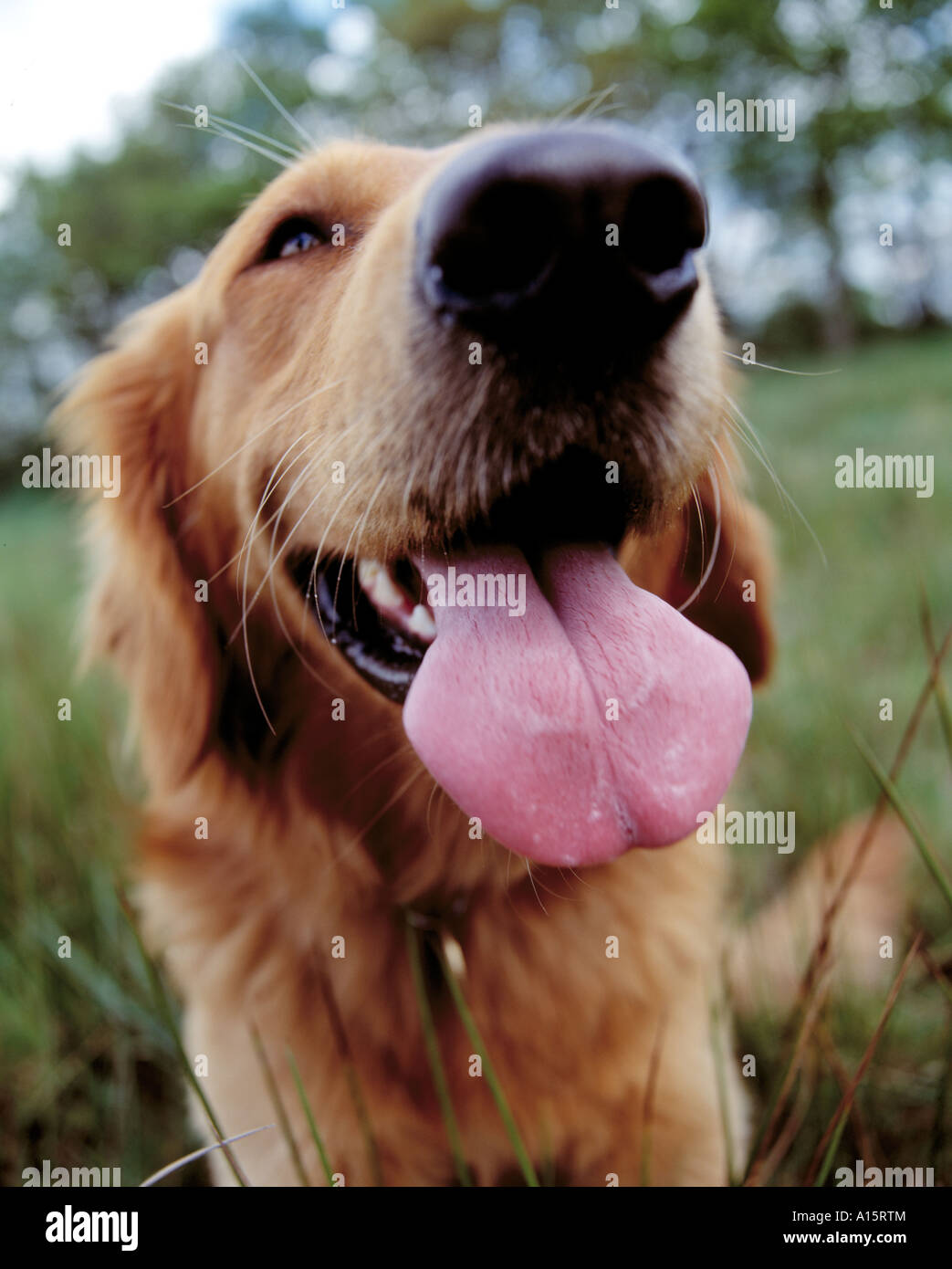 retriever with big tongue Stock Photo