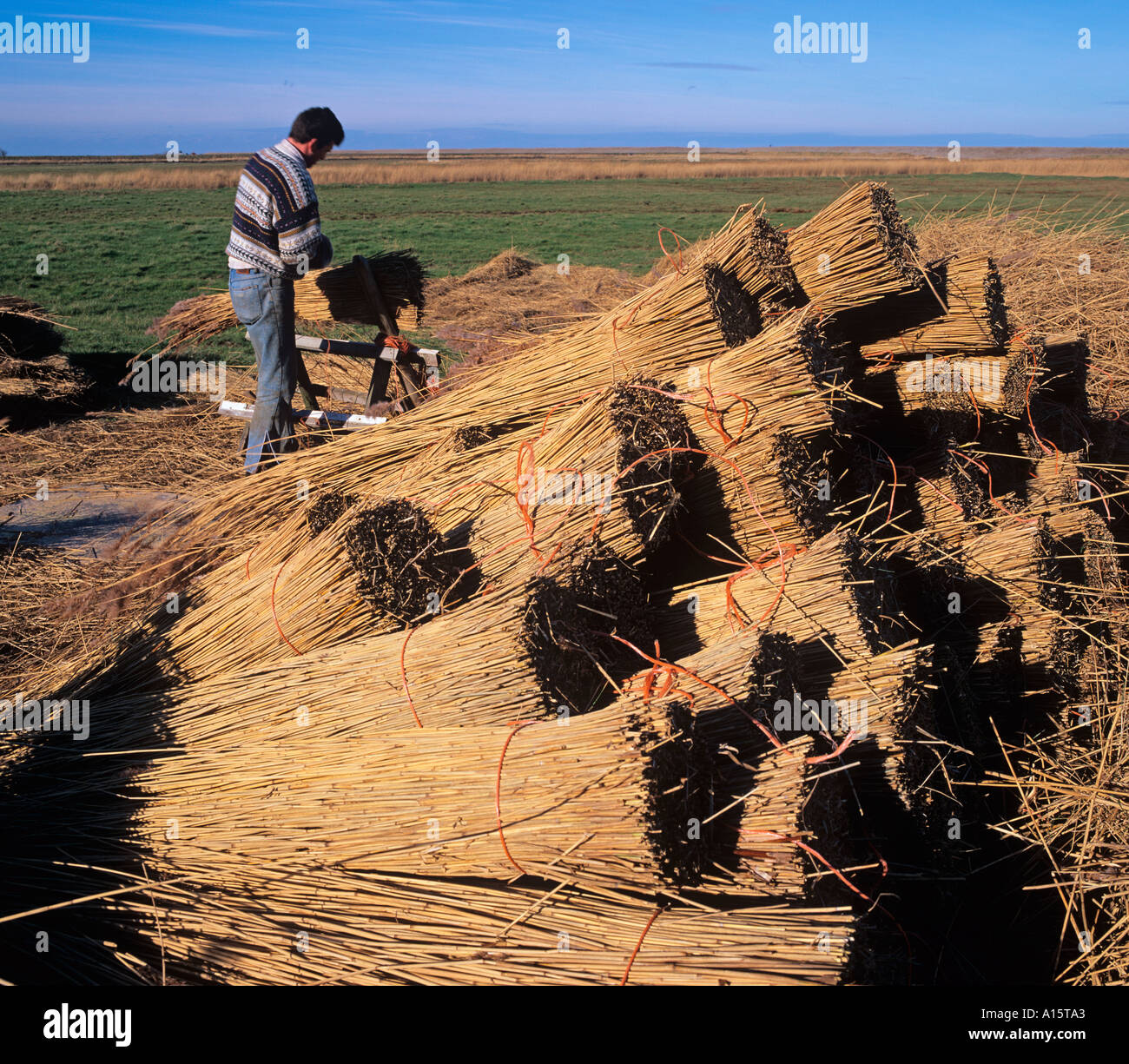 Thatching uk harvest norfolk hi-res stock photography and images - Alamy