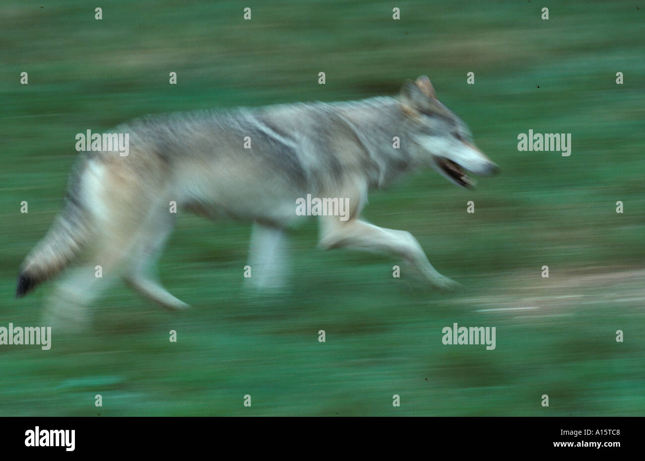 Eurasian Grey wolf Canis lupus Running Stock Photo