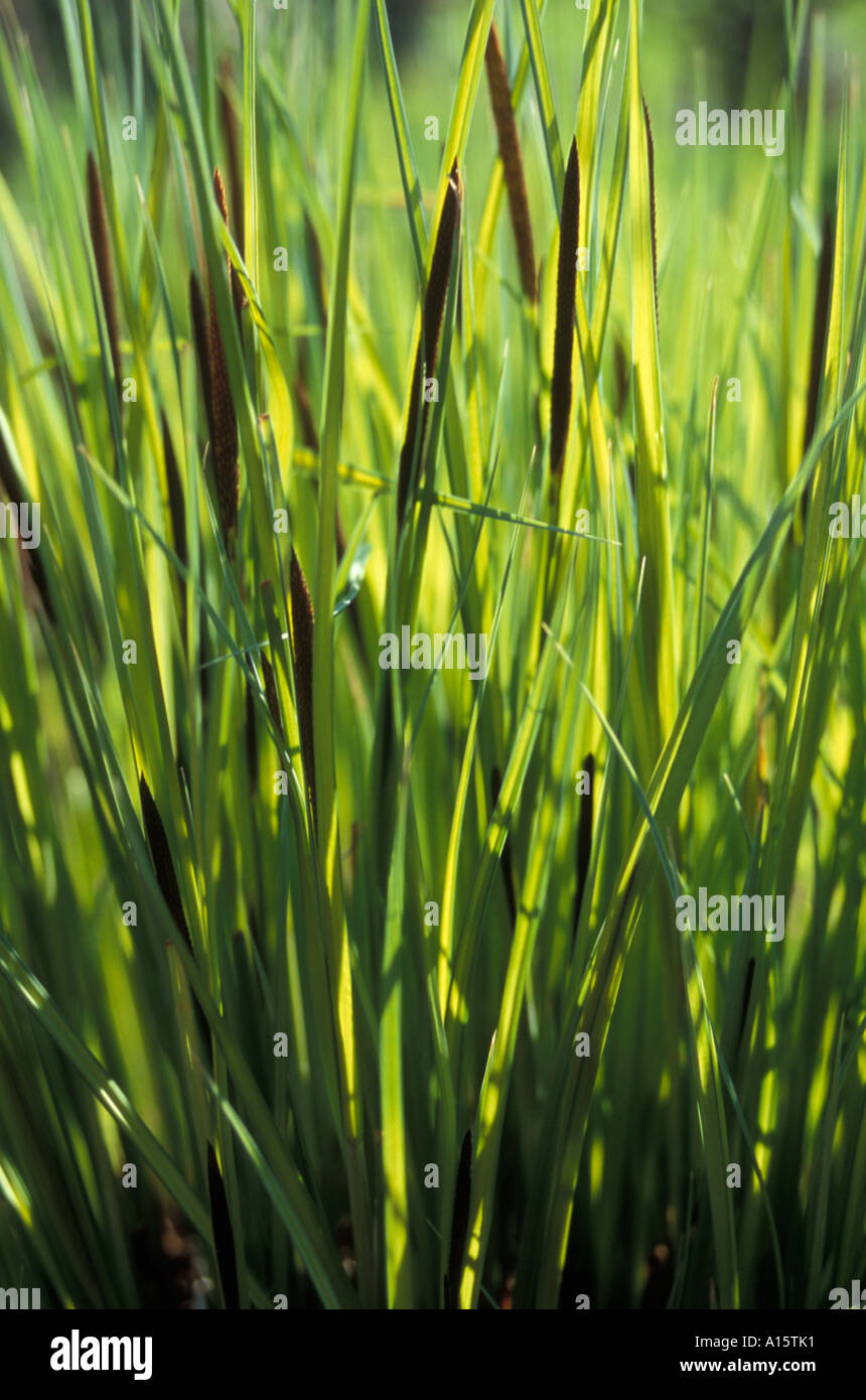 Carex stricata AUREA Stock Photo