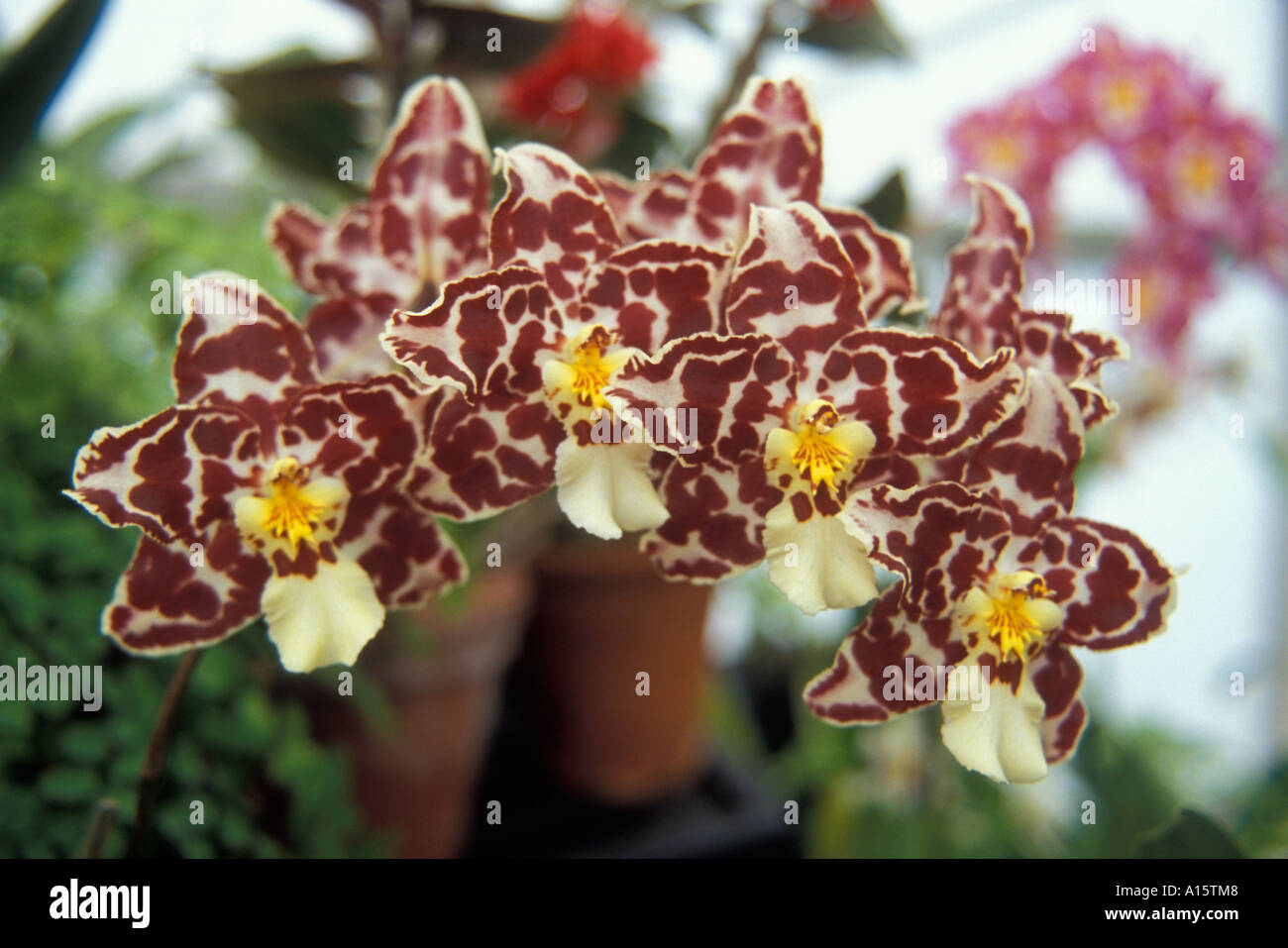 Orchid Odontioda Stock Photo