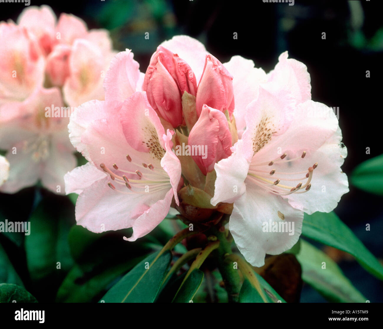 Close up of a rhododendron flower from an ornamental shrub Stock Photo